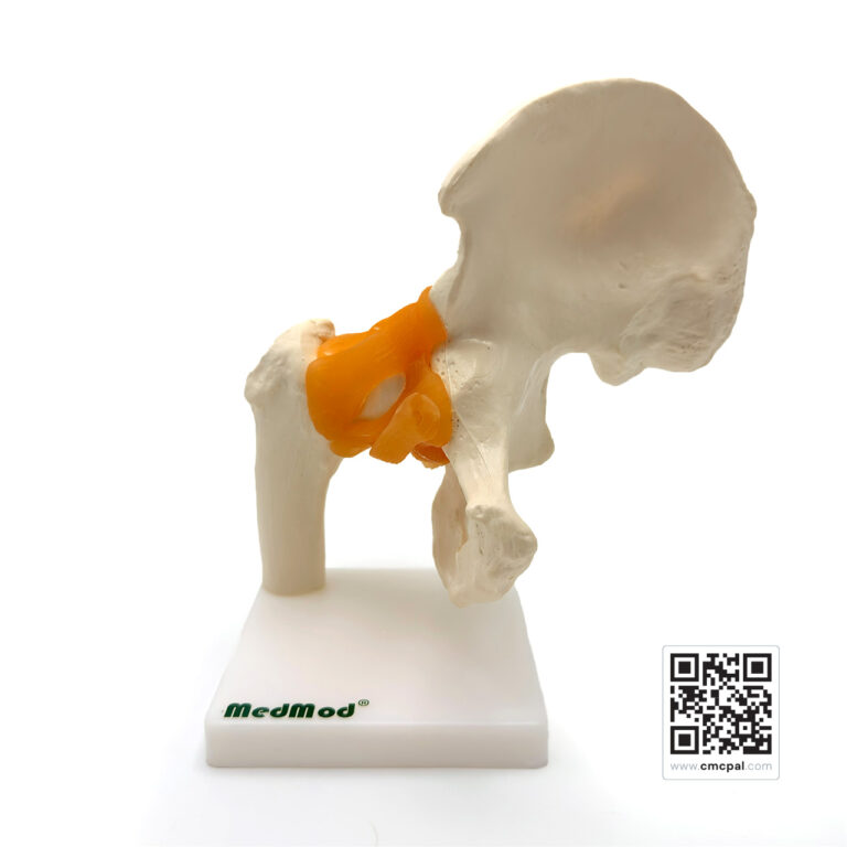 Hip Joint with Ligament - JY-A3004A (7)